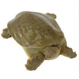 鳖版acr最新爆料,揭秘游戏内幕与未来动向 第3张 鳖版acr最新爆料,揭秘游戏内幕与未来动向 第3张